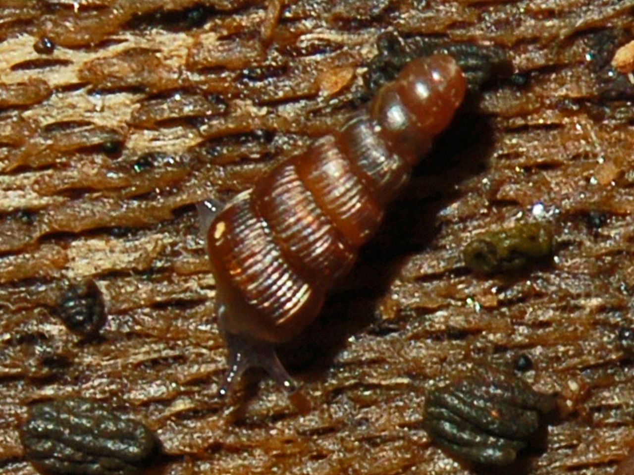 Clausilia bidentata crenulata sotto una corteccia